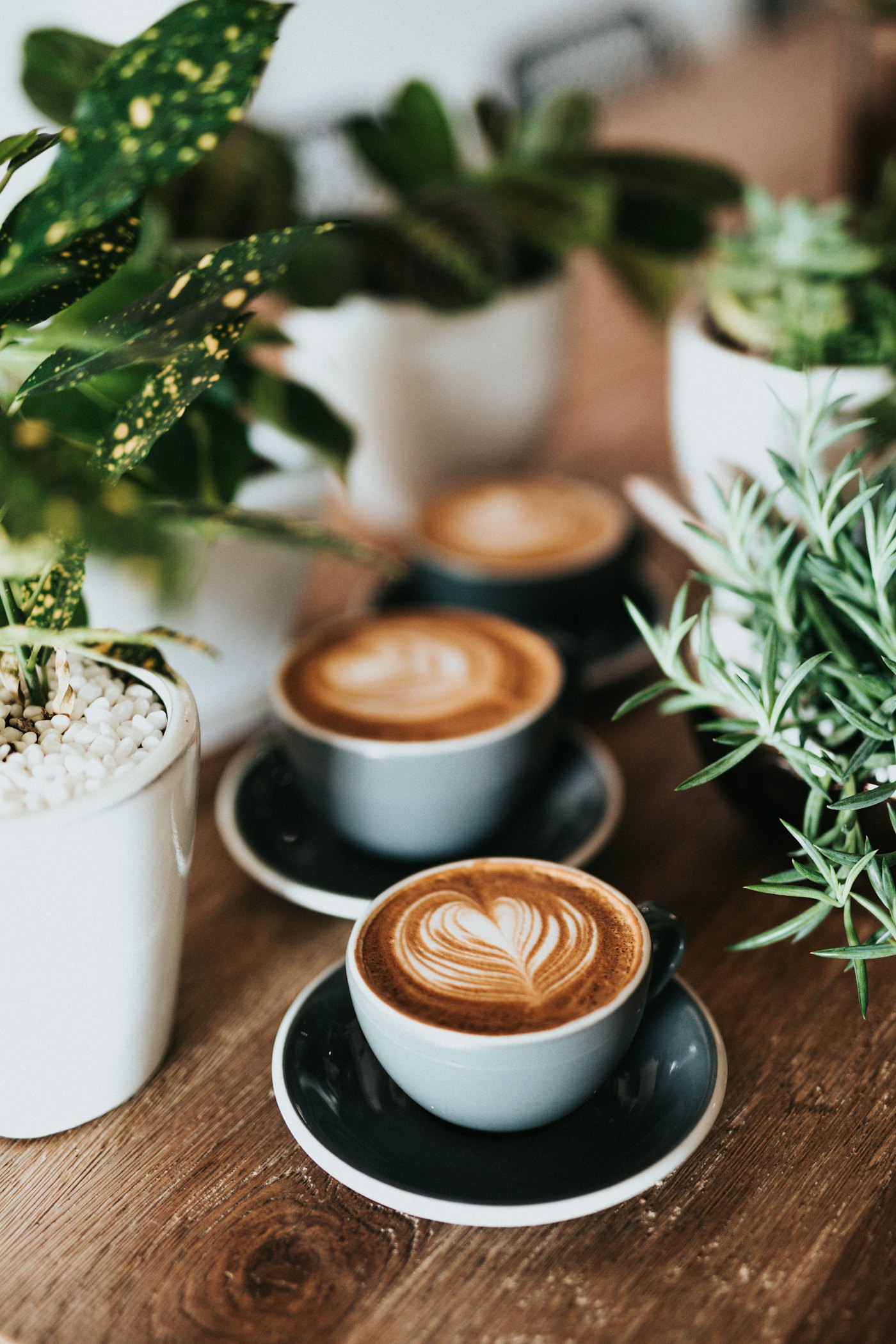 Tres tazas de café entre plantas